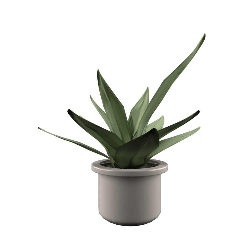 Snake Plant