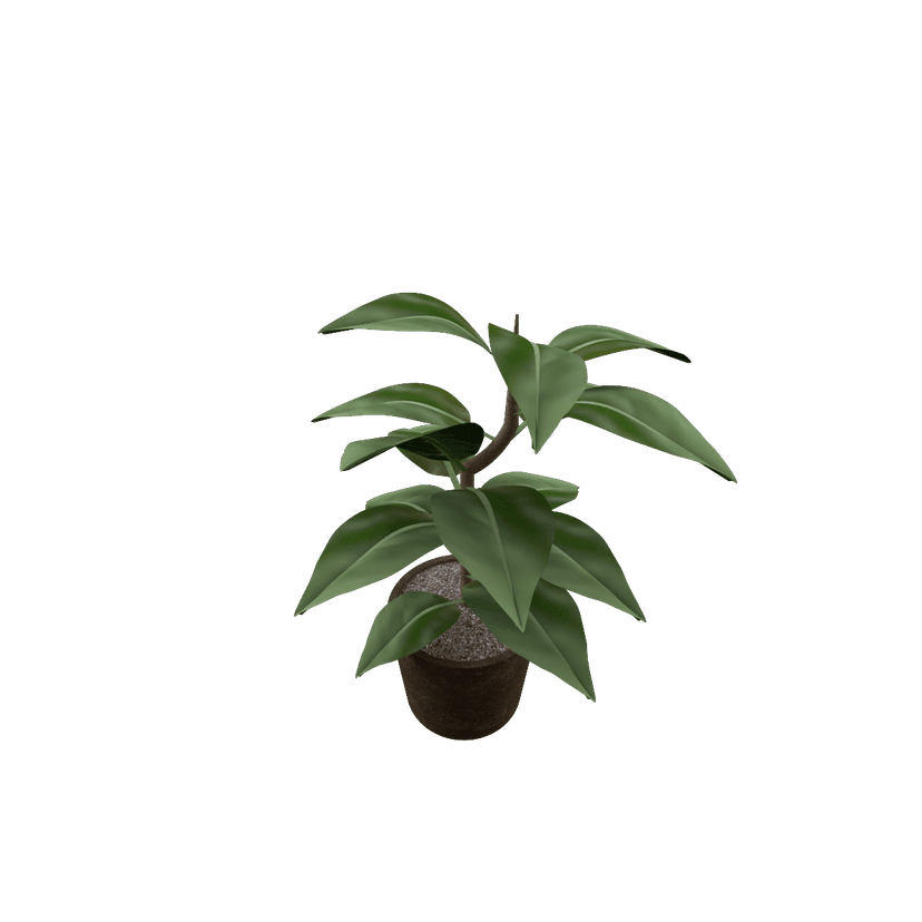 Rubber Plant