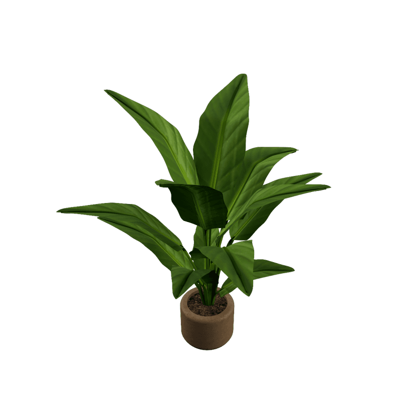 Banana plant